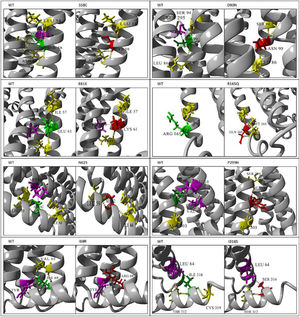 The 3D structure effect of MC4R mutations. S58C causes a loss of the hydrogen bond with Ser 295 and the 2 hydrophobic interactions (one with Ser 94 and 1 with Ser 295). E61K causes a gain of 1 hydrophobic interaction with Cys 57. N62S causes a loss of 1 hydrogen bond with Ser 295 and 1 hydrophobic interaction with Met 91. I69R causes a loss of 1 hydrogen bond and 1 hydrophobic interaction with Val 65. D90N causes a loss of 1 hydrophobic interaction with Ser 295. R165Q causes a gain of 1 hydrogen bond with Met 161. P299H causes a loss of 2 hydrophobic interactions (1 with Glu 61 and 1 with Val 65) and a gain of 1 hydrogen bond with Ser 295). I316S causes a loss of 1 hydrogen bond with Cys 319.