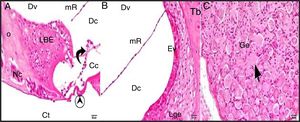 Grupo de controle: LBE, limbus espiral; o, osso; mR, membrana de Reissner; Dv, duto vestibular; Dc, duto coclear; Ct, canal timpânico; ponta de flecha redonda, membrana basilar; flecha curva, membrana tectorial; Cc, célula ciliada interna; Nc, nervo coclear; Ev, estria vascular; Lge, ligamento espiral; Ge, gânglio espiral; seta preta, células ganglionares espirais (coloração hematoxilina eosina, × 40).