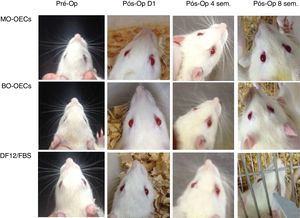 Observação macroscópica dos três grupos de ratos quatro e oito semanas após o procedimento.