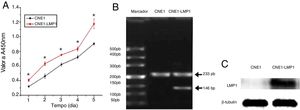 Curva de crescimento celular de células CNE1 e CNE1‐LMP1 (* indica p < 0,01) (A). Forte expressão do mRNA de LMP1 (B) e proteína LMP1 (C) em células CNE1 e células CNE1‐LMP1.