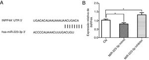 MiR‐223‐3p regula negativamente a expressão de INPP4A. (A) Figura esquemática do mRNA de INPP4A mostra um sítio potencial na região INPP4A 3’‐UTR para miR‐223‐3p. (B) A análise por qRT‐PCR dos níveis de mRNA de INPP4A em células HEK293T transfectadas com miR‐223‐3p agomir ou miR‐223‐3p antagomir. A significância estatística foi avaliada com o teste post hoc de comparação múltipla de Tukey. A barra de erro indica o DP. (* p <0,05).
