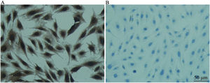 Detecção de nestina em CPNs (coloração imunoquímica celular) (× 200). A, Grupo EXP para detecção de nestina em CPNs e B, Grupo CON. A, Identificação da expressão de nestina em CPNs por coloração imunoquímica celular. A coloração está no citoplasma. A coloração positiva é amarelo‐acastanhado e a negativa não exibe coloração. B, Coloração dos núcleos das CPNs e os núcleos são corados de azul com hematoxilina.