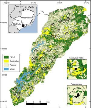Map of the study area and 30 selected Atlantic Forest fragments. The bottom right insets are examples of a small fragment inserted in a higher percentage of eucalyptus matrix and a higher percentage of pasture matrix.