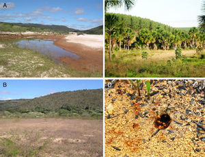 Section from the Jequitinhonha river in rehabilitation post mining (A), rehabilitation area near to cerrado (B), vereda with 5-year old Eucalyptus plantation (C) and Atta sexdens carring soil grains with the mandible (D).