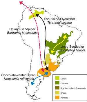 Examples of bird migration between major grasslands of South America. Arrows represent general direction of migration of species that move between South American grasslands (i.e., Fork-tailed Flycatcher and Lined Seedeater), between South American grasslands and Patagonian steppe (i.e., Chocolate-vented Tyrant), and between South American grasslands and North America (i.e., Upland Sandpiper).