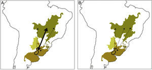 Hypothetical breeding population of Tawny-bellied Seedeater (circle) showing strong migratory connectivity (A), in which most individuals from the breeding population move to the same wintering location in the central Cerrado ecoregion (wide arrow), with smaller proportions of the breeding population moving to different wintering locations elsewhere in the Cerrado (narrow arrows), and weak migratory connectivity (B), in which similar proportions of individuals from the breeding population migrate to several wintering locations.