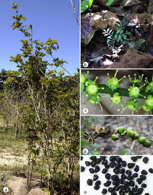 Growth and reproduction stages of Pilocarpus microphyllus plants. (a) Mature plant reaching approximately 2.5m height; (b) seedling growing in the forest understory; (c) flowers; (d) immature and mature fruits and; (e) seeds collected after fruit dehiscence.