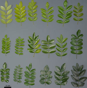 Morphological variations in Pilocarpus microphyllus leaves. Leaf samples were collected from plants growing under the same environmental conditions, in a germplasm bank at Embrapa (Brazilian Agricultural Research Corporation) Belem, PA, Brazil.