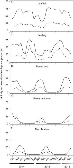 Monthly time series of leaf phenology and reproductive events of Pilocarpus microphyllus plants growing under natural conditions (undisturbed areas) in the Carajás National Forest, Pará/Brazil. (a) Leaf fall, (b) Leafing, (c) Flower bud, (d) Flower anthesis and (e) Fructification. Data were recorded from 414 plants over 27 months. Solid and dotted lines represents the activity and the intensity of each phenophase, respectively.