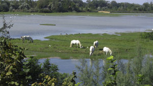Camargue horses used for freshwater wetland management by grazing at Isola della Cona, a Regional Natural Reserve and Natura 2000 site in northern Italy. Image © MR-B.