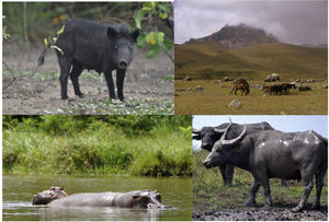 “Accidentally rewilded” species in South America. Top left, wild boar Sus scrofa (photo © M. Galetti), top right, horses Equus ferus caballus, bottom left, hippopotamus Hippopotamus amphibius, bottom right, water buffalo Bubalus arnee. These species might have some functional equivalence to extinct megafauna, although this has not generally been assessed.
