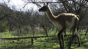 One of the guanacos (Lama guanicoe) reintroduced to the silvopastoral habitat of central Chile in a pilot rewilding project (Proyecto REGenera). Image © MR-B.