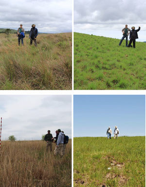 Contrast between burned and unburned grassland. Top: Unburned for more than 2 years (left) and burned ∼60 days prior by wildfire (right) at Parque Estadual Do Tainhas in Rio Grande do Sul, Brazil. Bottom: Unburned for more than 2 years (left) and burned ∼90 days prior with prescribed fire (right) at the Grand River Grasslands in Iowa, USA.