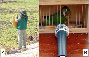 Recording setups used for Cactus Conure (Eupsittula cactorum) sound recordings. Recordings of wild individuals were made using a parabolic dish (A); captive individuals were recorded at close range with the same cardioid microphon (B).