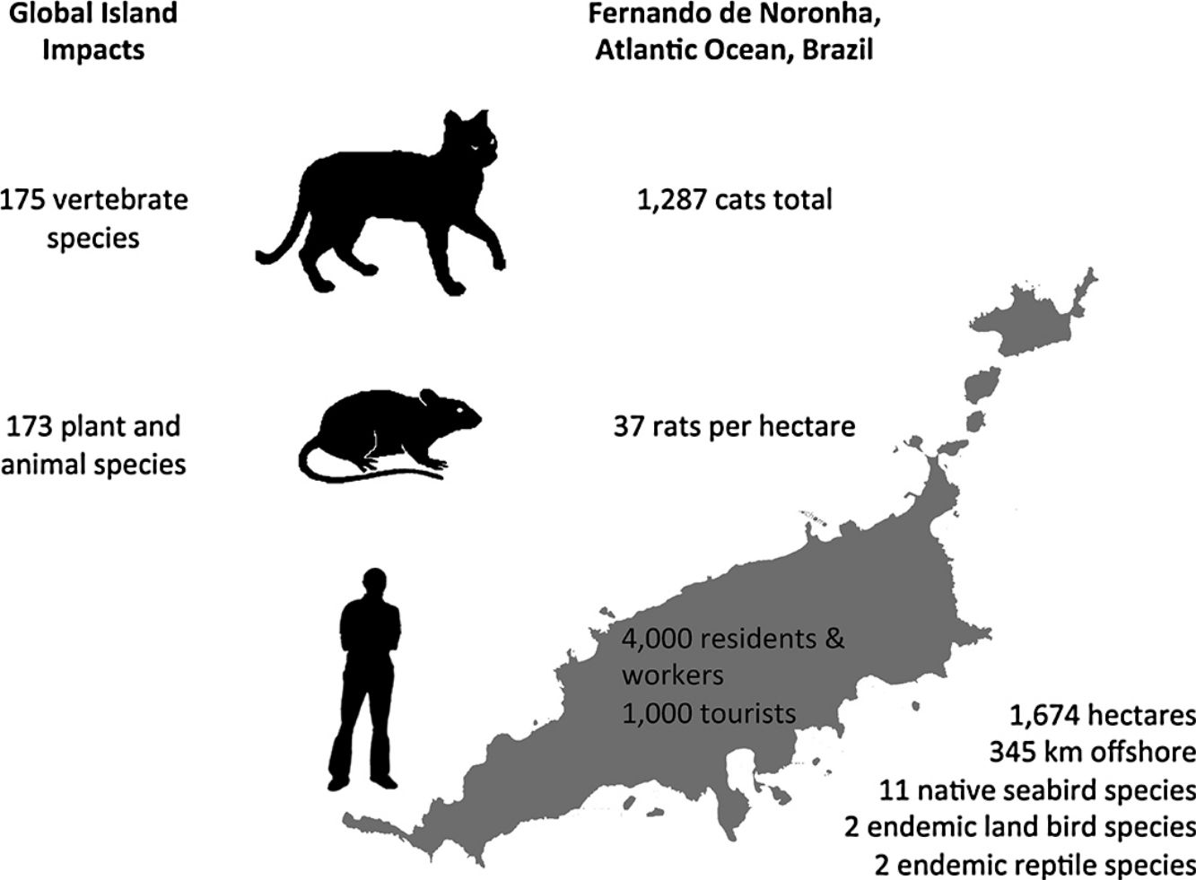 Fernando de Noronha Feral Cat Management — A Cautionary Case in Predator Control