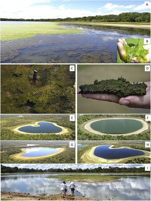 (A) A soda lake of the lower Nhecolândia landscape with brownish microbial mats (C, D) and greenish exopolysaccharide (EPS) (B). Bacterial mats (C, D) of cyanobacteria are usually associated with other extremophile microbial life such as SRP and methanotrophs or methanogens. (E–I) Photographs of soda lakes and mata de cordilheiras in the Lower Nhecolândia, with different degrees of cyanobacteria blooms. See text for details.