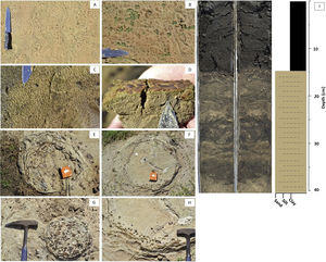 Development of microbially induced sedimentary structures in soda lake Salina Coração. (A–D) Preliminary stages with traces of EPS and bacterial mats encountered along the shorelines of soda lakes. (E–H) Diagenesis of Ca carbonates and Fe oxides from lithifying microbial communities in circular shapes, similar to stromatolites. (I) Organic C-rich sapropel development in a sediment core retrieved from a soda lake and lithological log of the core pictured. Most soda lakes in lower Nhecolândia exhibit similar stratal development, suggesting a common set of processes influenced their formation.