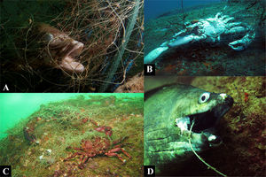 Examples of entanglements and ingestion of ALDFG. (A) Fish tangled in a ghost net, Arvoredo Island, Brazil (Photo: Daniel Pohl). (B) Dead crab in ghost net (Photo: Jéssica Link). (C) Crab tangled in ghost net, Arvoredo Marine Biological Reserve, Brazil (Photo: Edson F. Junior). (D) Dead moray due to ingestion of fishing gear, Arvoredo Island, Brazil (Photo: Jessica Link).