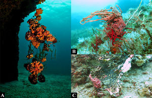 Examples of impacts of ALDFG on benthic organisms. (A) Tubastrea spp., an invasive coral species in the Atlantic Ocean, trapped in a ghost net in Búzios Island, SP (Photo: Daniel Pohl). (B) Fishing line coiled around an octocoral (Leptogorgia punicea). (C) Calcareous algae growing on a piece of ghost net, Arvoredo Marine Biological Reserve, SC (Photos: Jessica Link).