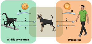 Potential roles of dogs in the transmission of pathogens. Dogs transit between wildlife environments and urban areas, interacting with wild animals and humans. Dogs can transmit pathogens to wild animals (A) and to humans (B, zoonotic diseases). Transmission of pathogens from wild animals to dogs (C) and the subsequent transmission of the pathogen to humans (D) is less likely because the pathogen would need to cross a number of barriers. However, considering the existence of multi-host pathogens, the role of dogs as “spillover bridge” is possible and should not be overlooked. Moreover, dogs can transport pathogen vectors (e.g., ticks) from wild animals to humans, facilitating human infection with pathogens derived from wild animals. Finally, the role of dogs as mediators of reverse-zoonosis (E, pathogen transmission from humans to wild animals) is little studied and should be evaluated in greater detail. See text for references.