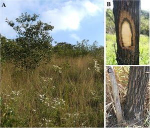 Vegetation structure and functional traits of the dominant tree species in areas affected by fire in the Brazilian Atlantic forest. (A) Site with high fire frequency showing high C4 grass cover and low leaf area index; (B) A stem of M. polymorphum – Asteraceae with its thick bark. This photograph was taken one year after the last fire event. (C) Resprouting of the most abundant tree species in burned areas – Moquiniastrum polymorphum (Less.) G. Sancho – Asteraceae.