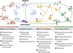 Feedback loops between tropical deforestation and the COVID-19 pandemic. Zoonotic diseases, public health, economy, agriculture, and forests may all be reciprocally linked in complex positive and negative feedback loops with overarching consequences for nature and society.