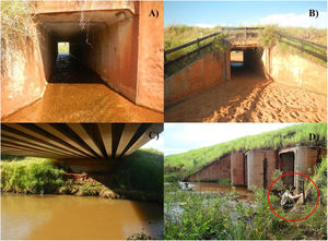 Types of underpasses monitored along Highway MS-040 in Mato Grosso do Sul State, Brazil: (a) drainage culvert, (b) cattle box, (c) bridge and (d) view of drainage culvert, red circle shows the installation of the camera-trap outside of the structure.
