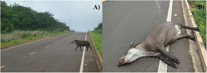 (a) Lowland tapir crossing Highway MS-040, and (b) Tapir roadkill on the same highway. Source: Laurie Hedges, INCAB-IPÊ.