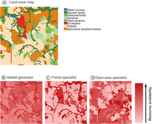 A landscape scenarios with different levels of functional heterogeneity (resource availability) for species with different habitat requirements. (A) Land cover map characterizing the different land cover types in the landscape. (B), (C) and (D) are functional representations of landscape resource availability for species with different habitat requirements, namely: 1) a habitat generalist (B). 2) a forest specialist (C), and 3) a open-area specialist species (D). Warmer colors in the gradient indicate higher resource availability. For the habitat generalist, both natural environments (riparian and seasonal forest, savanna and open savanna) have high resource availability, while crops (soybean/maize) have intermediate resource availability. The forest specialists are mostly restricted to natural forest areas (riparian and seasonal forest), but may also use environments with forest-like structure such as Eucalyptus plantations. Conversely, the open-area specialist is limited to open-canopy natural areas (savanna and opened savanna) but may also use the resources provide by crops such as soybean and maize.