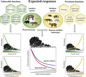 Expected patterns for the ecological functions. Vulnerable functions (i.e., those performed by large-sized species and species sensitive to habitat loss) such as browsing, large seed dispersal, small and large seed depredation, medium- and large-sized vertebrate predation, are negatively affected by reductions in patch size and forest cover and increasing anthropogenic cover. Conversely, these factors benefit species that are resilient to habitat loss and environmental modifications, increasing the prevalence of persistent functions, such as grazing, small seed dispersal, and small-sized vertebrate and invertebrate predation. The pattern of the ecological functions will follow the decrease in assemblage species richness and mean body mass as deforestation increases.