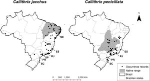 Invasive marmosets distribution. Distribution of C. jacchus (left) and C. penicillata (right) showing occurrence records (from Global Biodiversity Information facility), within and outside species’ native range (according to the International Union for Conservation of Nature). Brazilian states where the species are considered invasive: Sergipe (SE), Bahia (BA), Espírito Santo (ES), Rio de Janeiro (RJ), São Paulo (SP), Paraná (PR), Santa Catarina (SC).