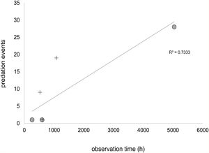 Relationship between observation time (h) and bird predation events extracted from the literature. Predation within marmoset's native range are represented by circles and within marmoset's invaded area by crosses. Only studies specifying the number of bird predation events and observation time were included.