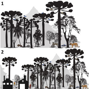 Scheme of the Araucaria Forest System (adapted from Bogoni et al., 2020). 1. The Araucaria ecological system. The araucaria (candelabra tree) and the typical ecological system under its canopy, such as Ocotea sp. – “Canela”; Ilex paraguariensis – “erva-mate”; Dicksonia sellowiana – “xaxim”; and Acca sellowiana – “goiabeira-serrana”; and representative fauna, such as the Mazama gouazoubira – “veado campeiro”; Puma concolor – “cougar”; Dasyprocta azarae – “cutia”; and Cyanocorax caeruleus – “azure Jay bird”. 2. The Araucaria socio-ecological system. We represented the current scenario of araucaria remnants, especially in southern Brazil, where local groups (smallholders; indigenous peoples) continue to manage the system since pre-Columbian times.