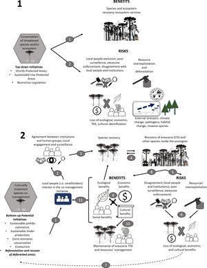 Flow chart of benefits and risks (inspired by Freitas et al., 2020) of distinct conservation strategies. Arrows represent the expected outcomes of every step in the flow charts. 1. Top-down strategies for Araucaria angustifolia (araucaria) preservation. As the main conservation strategy, top-down policies, such as the maintenance or creation of Strictly Protected, neglect the historical human-plant interaction in the Araucaria Forest System. These policies (1) maintain the ecological resilience of the forest ecosystem and provide ecosystem services (indirect benefits for human groups), but (2) may fail due to barriers upon traditional people who use, manage, and promote the socio-ecological resilience of the system, leading to the loss of TEK; increases in overexploitation and deforestation pressures; and reduced resilience to external stressors, such as climate change, pathogens, and invasive species. 2. Bottom-up conservation initiatives for araucaria as a Cultural Important Species (CIS) under co-management. Because araucaria is a culturally important species for local people, (1) they will likely feel stimulated to engage in co-management initiatives focusing on this species; (2) we should consequently expect high compliance and local surveillance local people; (3) this human-plant interaction which will likely favor the conservation of araucaria populations and (4) benefit other species co-existing in the Araucaria Forest, and the ecosystem as a whole. There are both benefits and risks that could be expected from this co-management approach. The risks (5) of this initiative may be related to the potential fragile arrangement between local people and institutions (e.g. environmental agencies, Non-Governmental Organizations, private sector and/or stakeholders); inadequate surveillance of the co-management initiative; and/or the excessive institutional enforcement. Another risk is the increase of illegal cutting (i.e. resources’ overexploitation, juveniles’ suppression, and/or non-sustainable timber production). Such negative consequences (6) will possibly affect ecological (i.e. ecosystem degradation), economic (i.e. less pinhão trade, loss of payments or compensations for environmental services; less ecotourism), and cultural (detachment from local people, loss of traditional knowledge) aspects. A potential way to circumvent those problems (e.g. increased deforestation) could be (7) alternative co-management initiatives targeting forest recovery or recuperation of degraded areas (dashed arrow). The positive scenario (8), however, could bring ecological (maintenance of the ecosystem); economic (via Payment for Environmental Services, sustainable pinhão trade, ecotourism); social and cultural benefits (i.e. local engagement; maintenance of the Traditional Ecological Knowledge of araucaria and its ethnovarieties, and araucaria resources’ management). All of these positive consequences are interconnected (9) and could finally allow a more resilient and cyclical stable state (10) of the entire eco-socio-economic system of Araucaria Forests, besides acting as an alternative to the mainstream conservation strategy (i.e. the maintenance of exclusionary Protected Areas via top-down policies).
