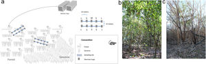 Sampling scheme in the savanna gallery forest landscape of the Bojowani reserve, Colombia (a). L means large size Sherman traps (10×12×38cm), M means a medium size Sherman trap (8×9×30cm), and S means small size Sherman trap (8×9×23cm). Real photographs of unburned – UB (b) and burned areas – B (c).