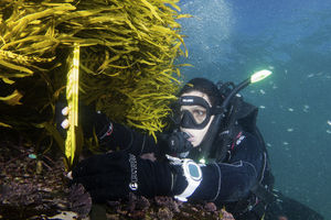 Juvenile crayweed being measured (John Turnbull).