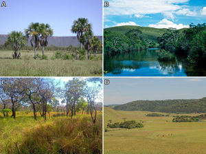 Enclaves of fire-sensitive vegetation can occur within fire-dependent biomes, such as veredas (linear wetlands; A; Jalapão Environmental Protection Area, Tocantins) and riparian forests (B; Serra da Canastra National Park, Minas Gerais) in the Cerrado. Patches of fire-dependent vegetation may occur in fire-sensitive biomes, such as savannas in the Amazon (C; Cerrado de Joanes, Pará) and grasslands in the Atlantic Forest, in mosaic with Araucaria Forest (D; São José dos Ausentes, Rio Grande do Sul). (Photos: Vânia R. Pivello [A], José Carlos Motta Jr. [B], Dário Amaral [C], Gerhard Overbeck [D]).