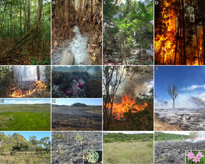 Different Brazilian ecosystems before and after fire: Rainforest (A–F): fires in this type of fire-sensitive ecosystem usually occur as (D) crown fires, (E) surface fires or (F) smoldering ground fires (see Box 1 for fire types definition), in all cases most trees are killed; (A–B: Amazon rainforest at Santarém, Pará; C: Atlantic forest at Carlos Botelho State Park, São Paulo; D: Atlantic forest at Sooretama Biological Reserve, Espírito Santo; E: Amazon rainforest at Tapajós-Arapiuns Extractive Reserve, Pará and F: Amazon rainforest at Lagoa Piratuba Biological Reserve, Amapá); Wet grassland (G–H): showing the persistence of ground fire (Cerrado at Sempre Vivas National Park, Minas Gerais); Dry forest (I–J): experimental surface fire, little is known about fire behavior in this type of vegetation (Caatinga at Catimbau National Park, Pernambuco); Grasslands (K–P): surface fires in (K–M) Cerrado (campo sujo) and (N–P) Pampa grasslands, in detail (M) Euphorbia sp. and (P) Zephyranthes gracilifolia flowering a few days after fire (K–M: Serra do Tombador Natural Reserve, Goiás; N–P: Saint’Hilaire Municipal Natural Park, Rio Grande do Sul). (Photos: Adam Ronan/ECOFOR [A–B], Alexander V. Christianini [C], acervo ICMBio [D], Fredson F. M. Batista [E], Christian N. Berlinck [F], Simone N. Fonseca [G], Felipe P. L. Melo [I–J], Vânia R. Pivello [H, K–M], Juliana Schaefer [N–P]). (For interpretation of the references to colour in the text, the reader is referred to the web version of this article.)