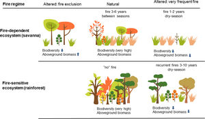 Comparison of fire regimes under natural (lightning) and anthropogenic drivers in both fire-dependent (e.g., savanna) and fire-sensitive (e.g., rainforest) Brazilian ecosystems. In the savannas, periodical mild lightning fires every 3–6 years maintain biodiversity and ecological processes; anthropogenic burnings increase fire frequency and change the fire season. Very frequent or intense fires kill young trees and reduce aboveground biomass; fire exclusion instead may lead to tree encroachment, and in both cases biodiversity is reduced and ecosystem processes are altered. In the rainforests, natural fires are almost absent, but recurrent fires resultant from human activities (accidental or criminal fires) open up and degrade the forest. Great amounts of gases are emitted to the atmosphere, vegetation is impoverished and the forest becomes vulnerable to recurrent wildfires. (Data from: Pivello and Coutinho, 1992; 1996; Ramos-Neto and Pivello, 2000; Alencar et al., 2004; Barlow and Peres, 2008; Pivello, 2011; Pereira-Junior et al., 2014).