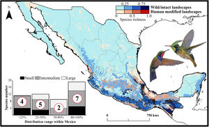Current patterns of species richness maps for non-migrant hummingbird species (n = 49 spp.) across Mexico. The color gradient represents species richness: darker color indicates sites with higher species richness (i.e., hotspots) in both human-modified (red) and intact (blue) landscapes. The inset bar plot indicates the proportion of current distribution area within Mexico for hummingbirds, showing the number of species categorized as small, intermediate, and large distributional ranges. Circles in bars correspond to the number of threatened species (NOM-059-SEMARNAT-2010) in each range size category. The birds shown in the figure are Lamprolaima rhami (left), and Lophornis helenae (right). The bird pictures were taken from "Colibríes de México y Norteamérica" (Arizmendi and Berlanga-García, 2014)
