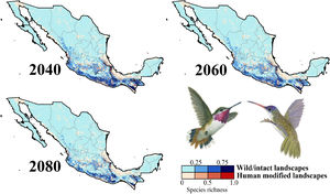 Species richness patterns for non-migrant hummingbird species (n = 49 spp.) across Mexico projected for years 2040, 2060, and 2080 assuming contiguous dispersion. The color gradient represents species richness for each scenario analyzed. Darker color in maps indicates the higher hummingbird hotspots areas (i.e., higher species richness) in both human-modified (red) and intact (blue) landscapes. Detailed results for the no dispersal ability scenarios are available in the Appendix 2. The birds shown in the figure are Selasphorus heloisa (left), and Leucolia violiceps (right). The bird pictures were taken from "Colibríes de México y Norteamérica" (Arizmendi and Berlanga-García, 2014)