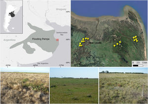 At the top, location of the study area within the area of the Flooding Pampas, Argentina; yellow asterisks represent the fields surveyed. Source: 2020 Google Earth, Cnes/Spot Images. At the bottom, images of the three treatments within the Flooding Pampas of Argentina where birds and vegetation were sampled: ‘‘Ryegrass promotion” (left), ‘‘Rotational grazing (middle); ‘‘Continuous grazing’’ (right).