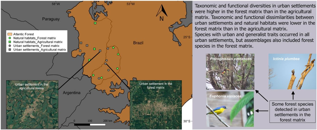 Bird taxonomic and functional diversity in urban settlements within a ...