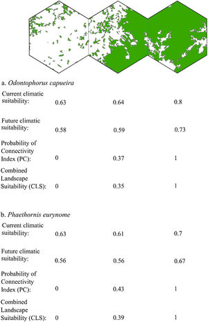 Three representative landscapes (50.000 ha), with different forest amount (i.e. low, intermediate, and high), as examples. For each landscape, the values of current climatic suitability, future climatic suitability, Probability of Connectivity (PC), and Combined Landscape Suitability (CLS) are shown for two example species with extreme dispersal abilities: Odontophorus capueira (dispersal ability of ∼5 km) and Phaethornis eurynome (dispersal ability ∼658 m).