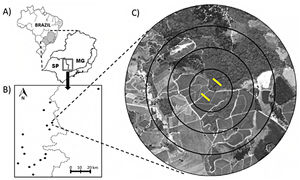 The location of our study region in southeast Brazil (A), the spatial arrangement of our 16 landscapes within the study region (B) and one of our 16 1km-landscapes (C). In (A), SP = Sao Paulo and MG = Minas Gerais states. In (C), the black rings represent the four circular spatial scales used in this study (250, 500. 750 and 1000 m radii) our forest remnants and adjacent coffee plantations are centrally located in each landscape within the 250 m radius. Yellow lines show linear transects where traps were set up in each habitat.