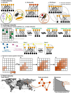 Agricultural networks at different spatial and temporal scales. Each section of the figure summarises examples of network science applications at different scales. At the field scale (1) the colour of the nodes indicates the different taxonomic groups and trophic levels represented in the various networks. The networks at this scale can vary in their complexity from bipartite (interactions between two groups, i.e., plants and herbivores) through to multilayer or meta-network approaches which include either multiple habitats, networks through time (linked by the same organisms or populations of organisms) or multiple interaction types. Across landscapes (2) which can range in scale from multiple fields to entire regions, networks can take many forms and be represented by classic node and link diagrams (2a and 2b), or spatially using lattices representing space (2c). In the latter case, adjacent blocks directly interact with one another, and other blocks further afield may interact through indirect interactions. The spread of organisms across the landscape matrices can be estimated using a network of the blocks within the landscape and the direct and indirect interactions between them. At the global scale (3), networks are equally diverse, yet good examples exist for trade networks. Subnetworks of trade may be particularly important for agricultural goods and the loss of production in these subsets of nodes (countries) may lead to a loss of robustness in global agricultural trade. For specific terminology refer to the main text and Table 1. Examples of many networks in agriculture and associated processes are provided in Table S1.