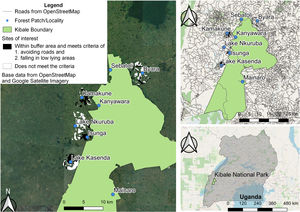 Right: map of the study area in Western Uganda showing Kibale National Park and the sampled areas with red colobus presence both within the park and in forest fragments outside the protected park. Left: close up of the study area where the areas in black neighboring the fragments are lowland areas that would be the most likely restoration areas to plant trees to act as forested stepping stones connecting the fragments to Kibale.