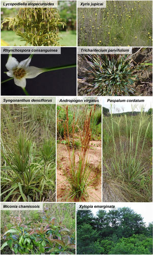 Some examples of Cerrado wetland indicator species. Species were selected based on their absence in well-drained surrounding ecosystems, broad geographical distribution (data from the Species Link database, and Flora do Brasil 2020), and also by their easy identification in the field.