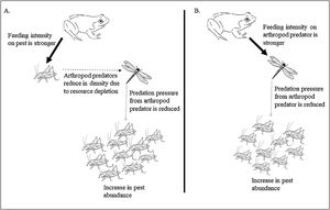 Impact of prey preference shift in super-predator frog resulting in disrupted pest regulation. The preference of frogs for crop pests (black arrow) reduces the arthropod pest predator density due to resource depletion (broken arrow) lowering the predation pressure on crop pests by the pest predators (grey arrow) (A). The preference of frogs for the arthropod pest predators (black arrow) causes an increase in crop pests due to lack of predation pressure from the predators (arrow in grey) (B). Width of arrows signify feeding intensity.