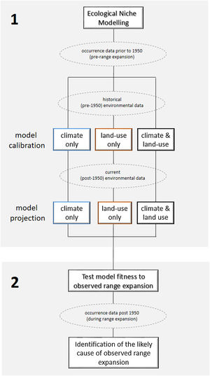 Workflow to identify the likely cause of Crotalus durrisus’ range expansion. The analysis was carried in two main steps. (1) We calibrated the ecological niche modeling using the historical conditions (pre-1950 occurrence records and environmental data), for three sets of data: climate only, land-use only and both. The procedure generated three distribution models that were then projected into current conditions (post-1950 environmental data). (2) The fitness of each model to the observed range expansion was evaluated using only post-1950 occurrence records, pointing to the likely cause of Crotalus durrisus’ range expansion: climate, land-use change, or both. Rectangles show analyses and dashed ellipses show datasets.